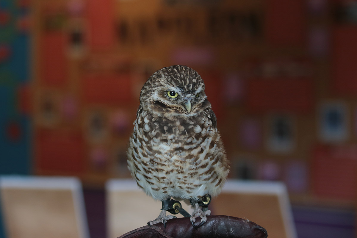 Burrowing Owl